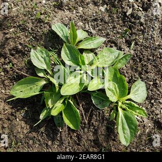 Breitwegerich, Plantago, major, Sproessling Banque D'Images