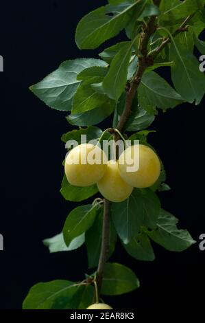 Mirabelle, Prunus domestica subsp. Syriaca Banque D'Images
