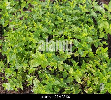 Pfefferminze Minze, Kentucky-Spearmint, Mentha x cordifolia Banque D'Images