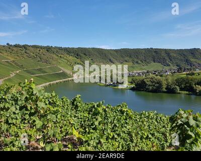 Weinberg, Kroever Nacktarsch, Grosslage, Mosel Banque D'Images