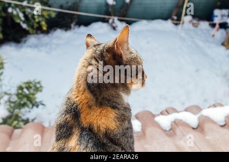 Tabby chat assis sur la fenêtre regardant la neige. Un joli animal de compagnie dans la fenêtre. Banque D'Images