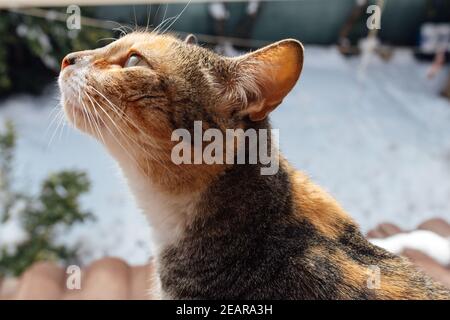 Tabby chat assis sur la fenêtre regardant la neige. Un joli animal de compagnie dans la fenêtre. Banque D'Images