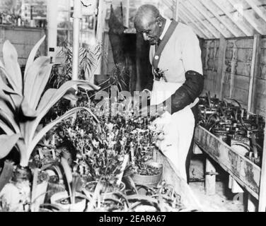 GEORGE WASHINGTON CARVER (C 1864-1943) Un scientifique agricole américain et ancien esclave travaillant au Tuskegee Institut dans les années 1930 Banque D'Images