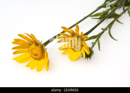 Ochsenauge, Buphthalmum, salicifolium Banque D'Images