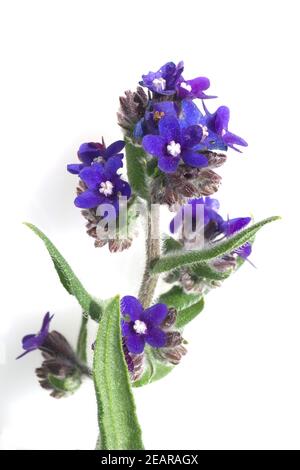 Azurblaue Ochsenzunge ; Ochsenzunge ; Anchusa azurea Banque D'Images