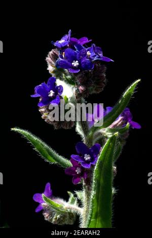 Azurblaue Ochsenzunge ; Ochsenzunge ; Anchusa azurea Banque D'Images