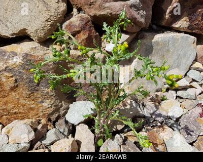 , Greiskraut Gewoehnliches, Senecio vulgaris Banque D'Images