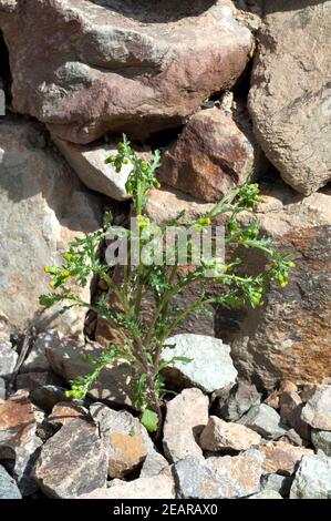 , Greiskraut Gewoehnliches, Senecio vulgaris Banque D'Images