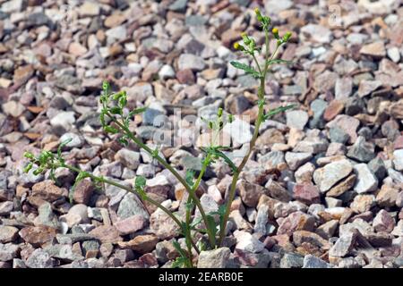 , Greiskraut Gewoehnliches, Senecio vulgaris Banque D'Images