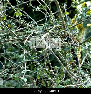 Myrhenstrauch, Commiphora dulcis, Banque D'Images