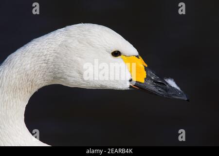 Cygne de Bewick (Cygnus columbianus bewickii,). Martin Mere WWT, Lancashire, Royaume-Uni Banque D'Images
