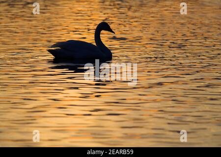 Cygnus cygnus (Cygnus cygnus). Martin Mere WWT, Lancashire, Royaume-Uni Banque D'Images