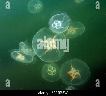 Ohrenqualle, Aurelia aurita, im,Meer Banque D'Images