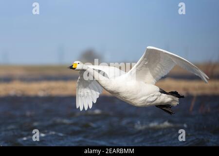 Whooper Swan (Cygnus cygnus), Welney WWT, Norfolk, Royaume-Uni Banque D'Images