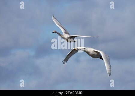 Whooper swans(Cygnus cygnus), Welney WWT, Norfolk, Royaume-Uni Banque D'Images