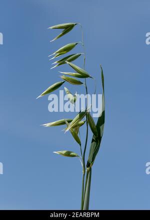 Gruener, Hafer, Avena sativa, Banque D'Images