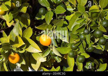 Orangenbaum, Orange, agrumes, sinensis, Zitrus Banque D'Images