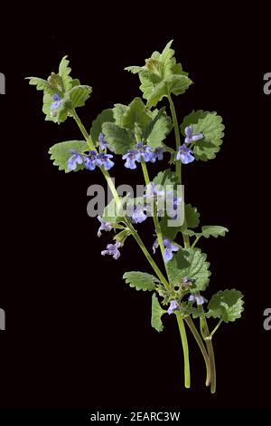 Glechoma hederacea, Gundelrebe ; ; essbar Banque D'Images