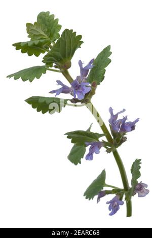 Glechoma hederacea, Gundelrebe ; ; essbar Banque D'Images