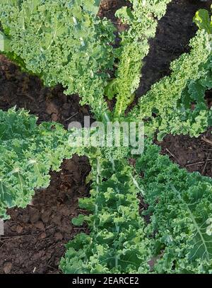 Gruenkohl, Brassica, oleracea, sabellica Banque D'Images