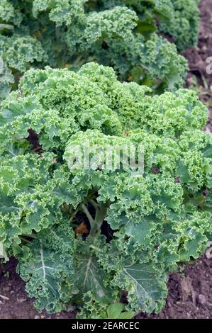 Gruenkohl, Brassica oleracea sabellica Banque D'Images