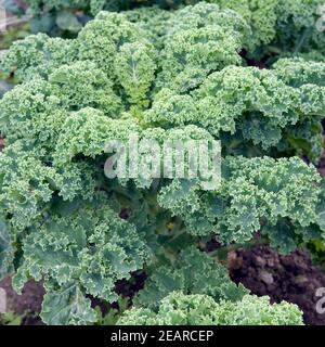 Gruenkohl, Brassica oleracea sabellica Banque D'Images