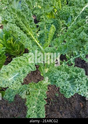 Gruenkohl, Brassica, oleracea, sabellica Banque D'Images