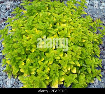 Goldmajoran, origanum vulgare, Thumbles,, variété, Banque D'Images