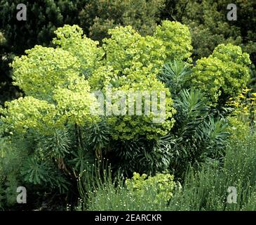 Palisaden-Wolfsmilch, Euphorbia characias Banque D'Images