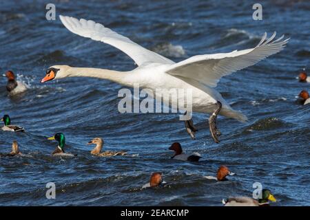 Mute Swan (Cygnus olor) Landing, Welney WWT Reserve, Norfolk, Royaume-Uni Banque D'Images