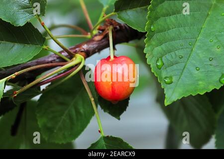 Une seule cerise sucrée mûrissant sur un arbre Banque D'Images