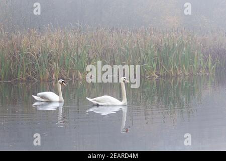 Cygnes muets (Cygnus olor) dans la brume, Bolam Lake Country Park, Northumberland, Royaume-Uni Banque D'Images