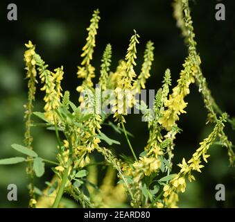 Steinklee, Melilotus officinalis, Banque D'Images