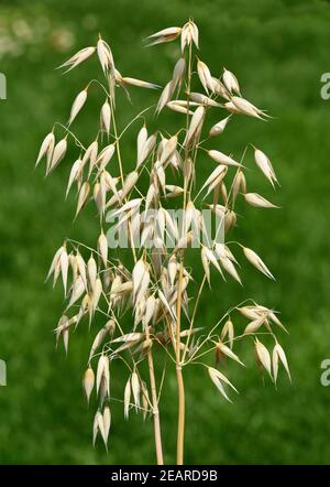 Hafer, Avena sativa, Haferkorn, Banque D'Images