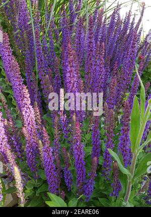 Salvia, nemorosa Banque D'Images