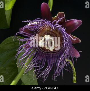 Koenigs-Grenadille ; Passiflora quadrangularis Passionsblume ; Banque D'Images