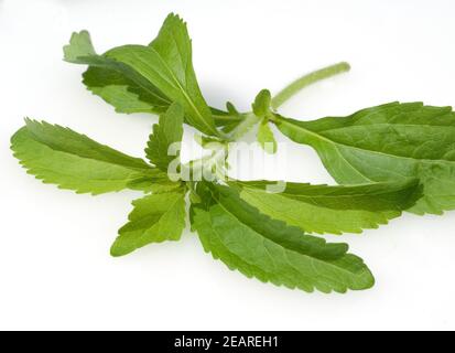 Stevia, Stevia rebaudiana Banque D'Images