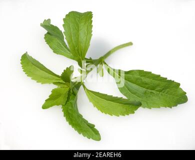 Stevia, Stevia rebaudiana Banque D'Images