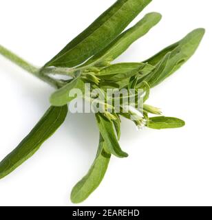 Le Stevia rebaudiana Banque D'Images