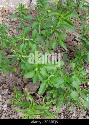 Stevia rebaudiana Suesskraut Suessblatt Honigkraut Banque D'Images