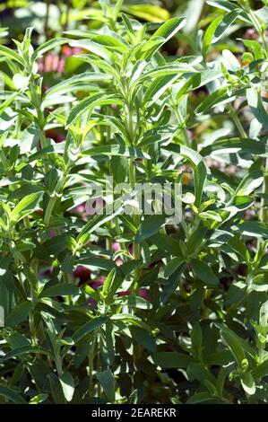Stevia Stevia rebaudiana Suesskraut Banque D'Images