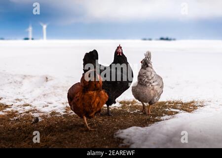 trois poulets debout sur une parcelle d'herbe dans le neige en hiver Banque D'Images