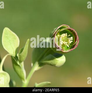 Stinkende, Nieswurz, Helleborus, foetidus Banque D'Images