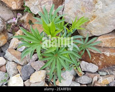 Stinkende, Nieswurz Helleborus, foetidus Banque D'Images