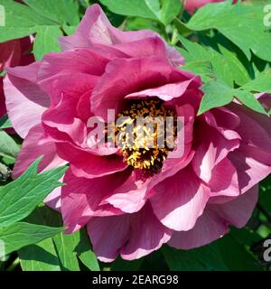 Strauchpfingstrose Leda Banque D'Images