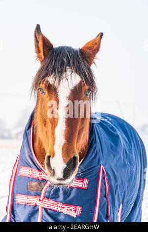 Un portrait d'un cheval vêtu d'un tapis bleu - une couverture qui protège le cheval du froid. Le cheval regarde directement dans l'objectif. Un froid, s Banque D'Images