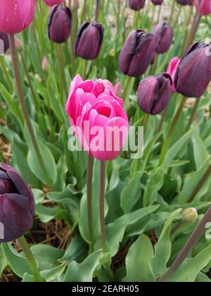 Strike Me Pink, Tulpenbluete Banque D'Images