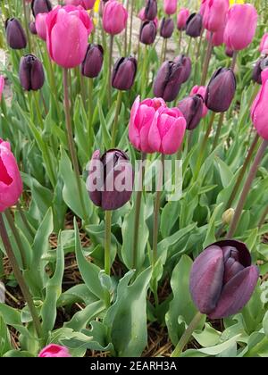 Strike Me Pink, Tulpenbluete Banque D'Images