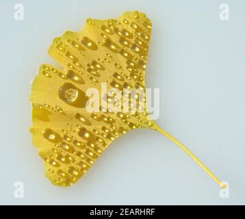 Tautropfen, Ginkgoblatt, Ginkgo biloba,,, Ginkgonadel Banque D'Images