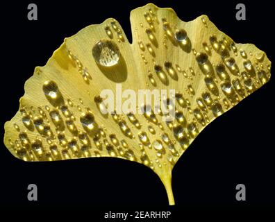 Tautropfen, Ginkgoblatt, Ginkgo biloba,,, Ginkgonadel Banque D'Images